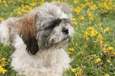 portrait of a shih tzu puppy against field of yellow flowers