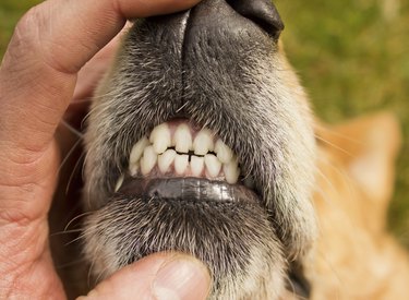 Person holding open a dog's mouth, showing teeth