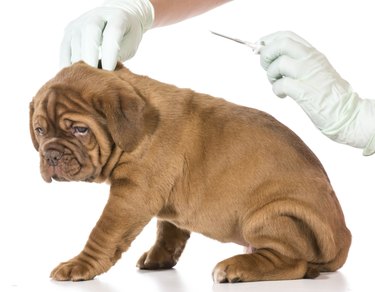 A small brown dog getting a microchip from a vet with gloved hands