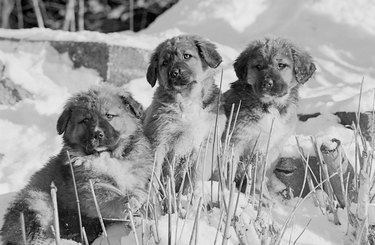 Three puppies in the snow