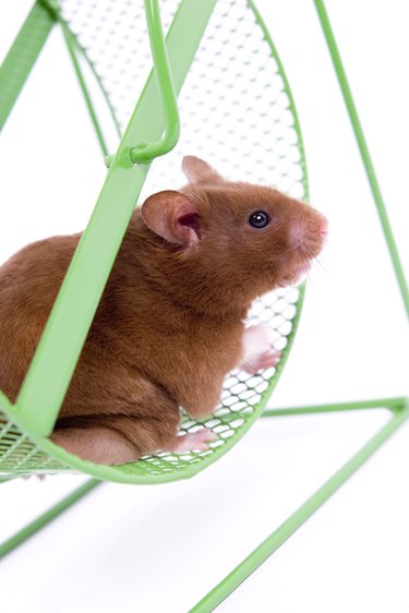 Hamster in wheel