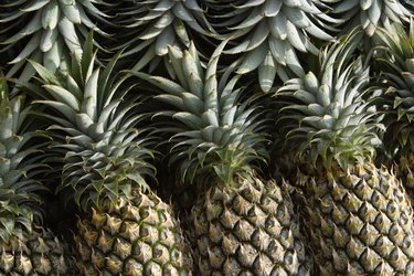 a row of fresh pineapples