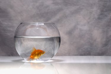 If you must put your goldfish in a bowl, fill the water only to the widest part.
