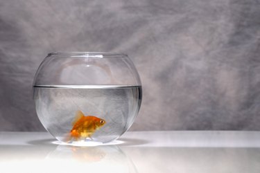 Goldfish tank and sales filter