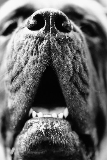 Portrait of a mastiff