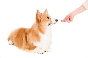 Brown and White Corgi