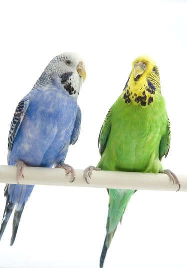 pregnant parakeets