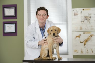 Veterinarian examining puppy