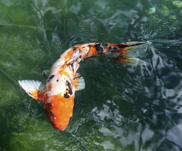 Koi Fish in Japanese Garden