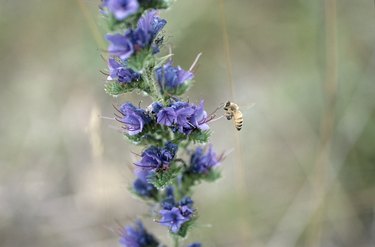 Honey bee pollinating flower