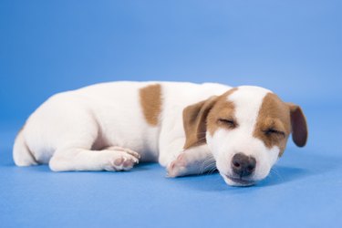 Dog sleeping