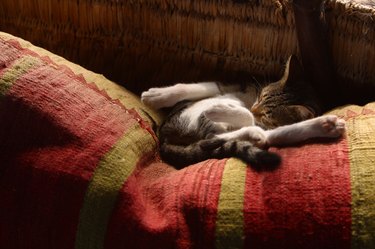 Cat on cushion