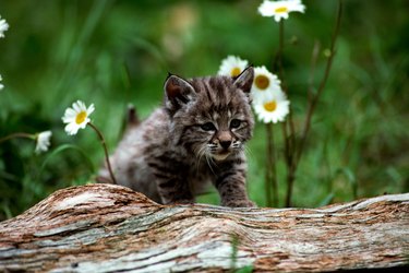 Bobcat kitten