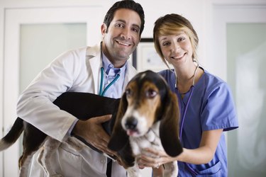 Veterinarians with a dog