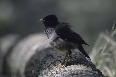 Common myna (Acridotheres Triste) sitting on branch, Ranthambore, India, (Close-up)