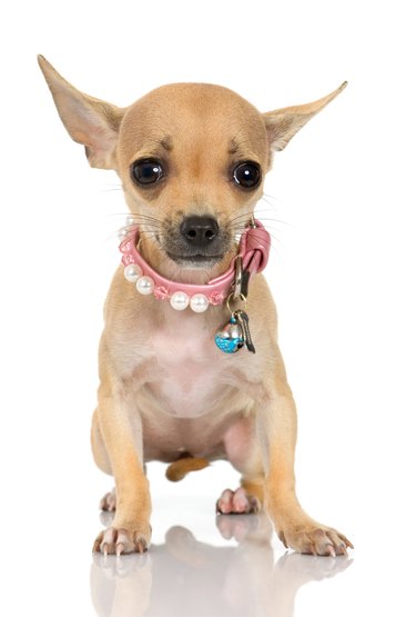 Chihuahua in pink collar