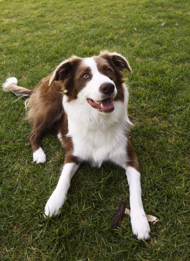 Brown and white border collie dog lying on green grass looing up