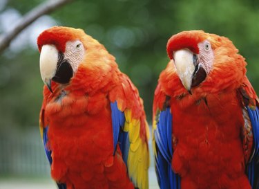 Macaws. Kushiro zoo, Hokkaido, Japan