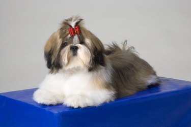 Portrait of Shih-Tzu puppy