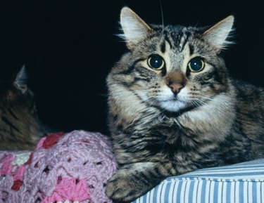 A calico cat laying on a blanket