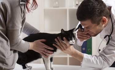 Examination at a veterinarian's office