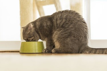 Cat eating from bowl of food.