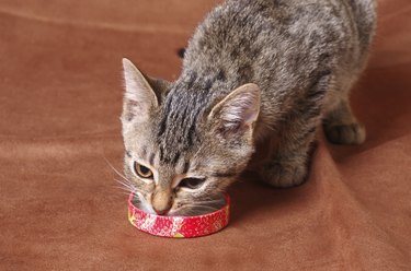 Kitten eating from red dish.