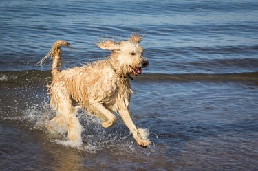 A Labrador poodle mix running through the water on a beach.