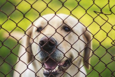 Yellow Labrador retriever behind a fence enjoying quality ground cover for a dog run.