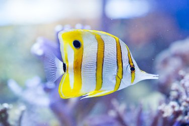 Chelmon rostratus (Copperband Butterflyfish)