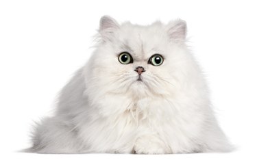 Persian cat in front of white background