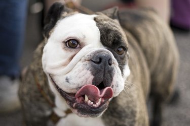 English Bulldog
