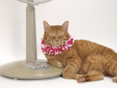 Cat with garland resting by electric fan, white background