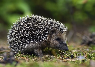 Hedgehog sitting on dry grass