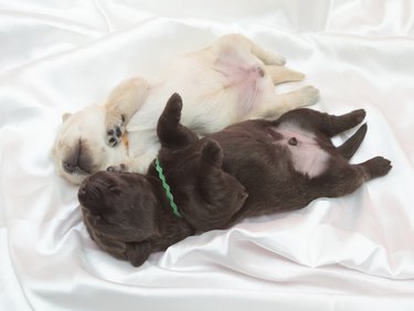 chocolate and yellow labrador retriever puppies