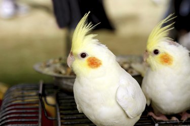 White and pale yellow Lutino cockatiel