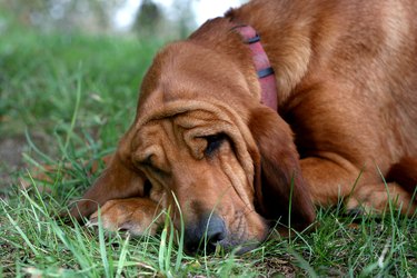 Sleeping bloodhound