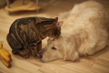 Cat and Dog