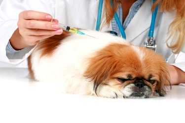 Veterinary care.