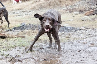 Dirty Dog