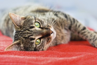 Closeup of a cat laying on a red blanket