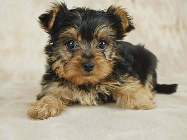 Yorkie Puppy