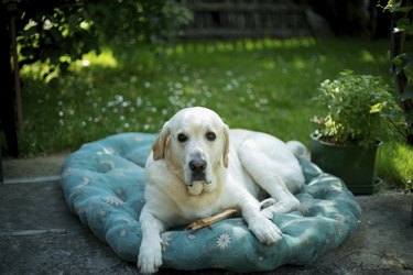 Large white dog laying on dog bed outside