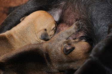 Feeding terrier puppies