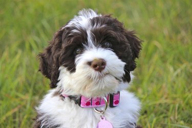 Portuguese Water Dog puppy with new Pink Collar