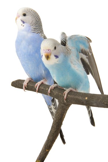 three budgies are in the roost