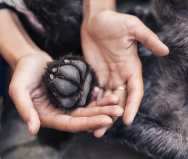 Dog paw in human palm