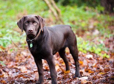 Chocolate Labrador