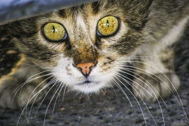 Scared and apalled cat under the car