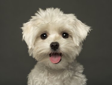 Close-up of a Maltese puppy panting, looking at the camera